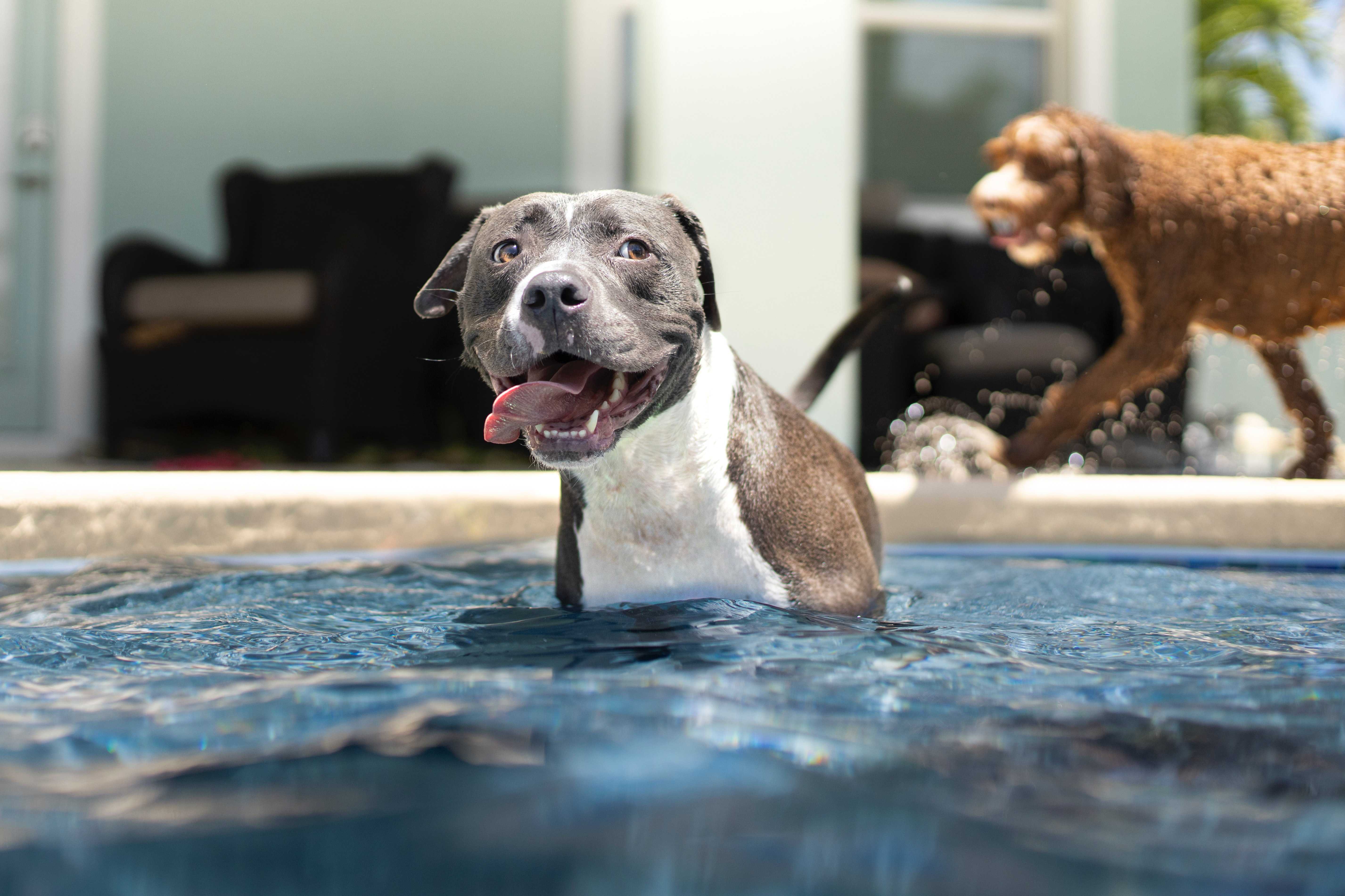 A gray pitbull relaxing on the sidewalk with its tongue hanging out