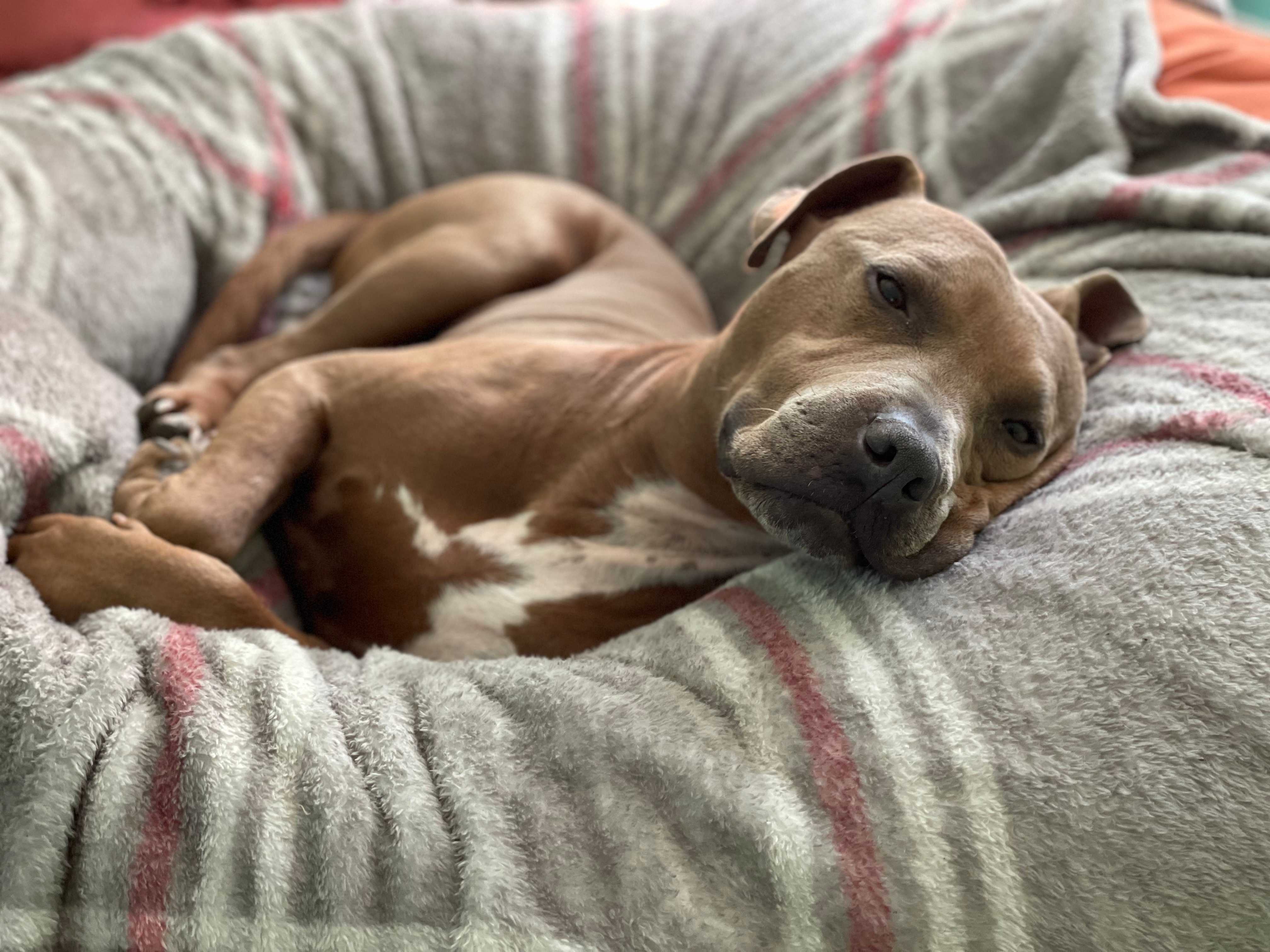 Clifford, a reddish-brown pitbull, posing on a couch and looking stoically at the camera